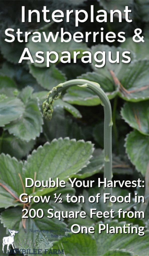 How to grow strawberries and asparagus the permaculture way -   16 planting to get ideas