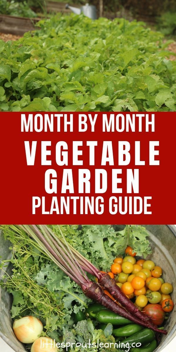 Month by Month Vegetable Garden Planting Guide -   16 planting to get ideas