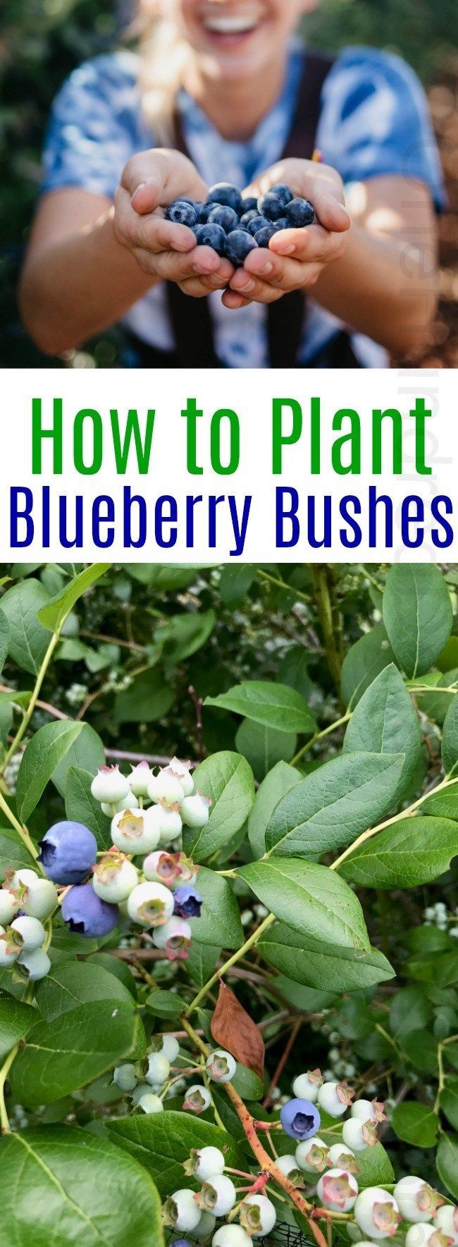 How to Plant a Blueberry Bush -   16 planting to get ideas