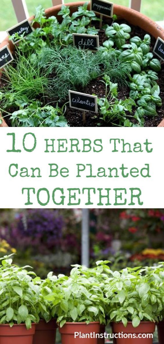 Herbs That Can Be Planted Together -   16 planting to get ideas