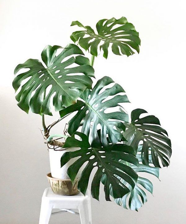 8 Indoor Plants that will Transform your Home and Wellbeing -   17 plants Art decor ideas