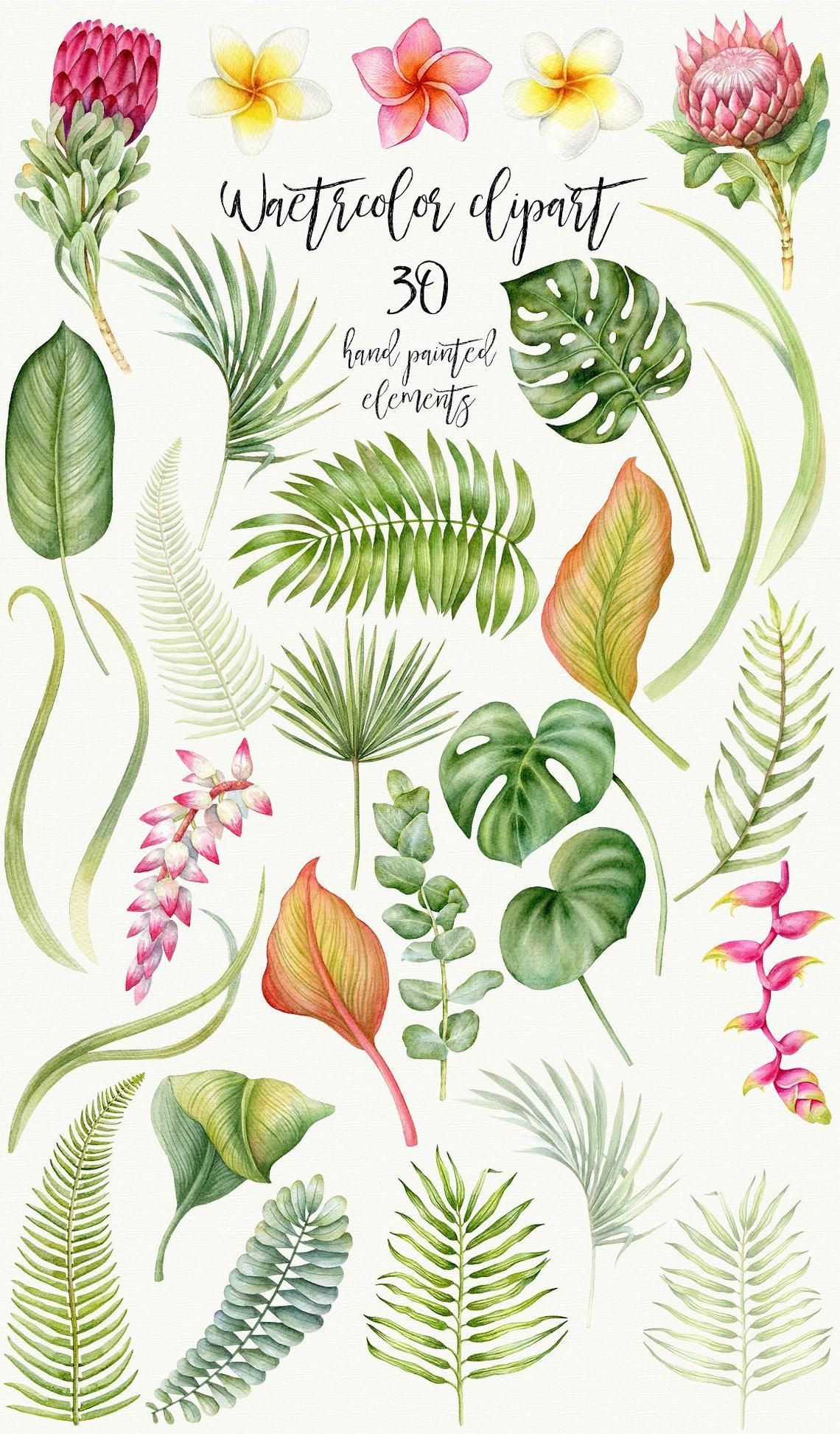 Watercolor Tropical Leaves Clip Art, Tropic, Protea, Palm Leaf, Plumeria, Hawaii clipart, Summer, Vacation, Eucalyptus -   17 tropical planting Art ideas