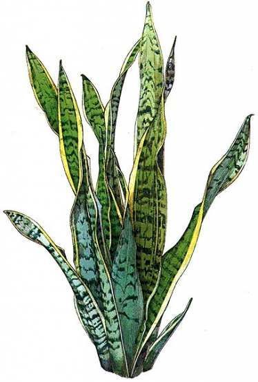 47+ Trendy Plants Illustration Snake -   17 tropical planting Art ideas