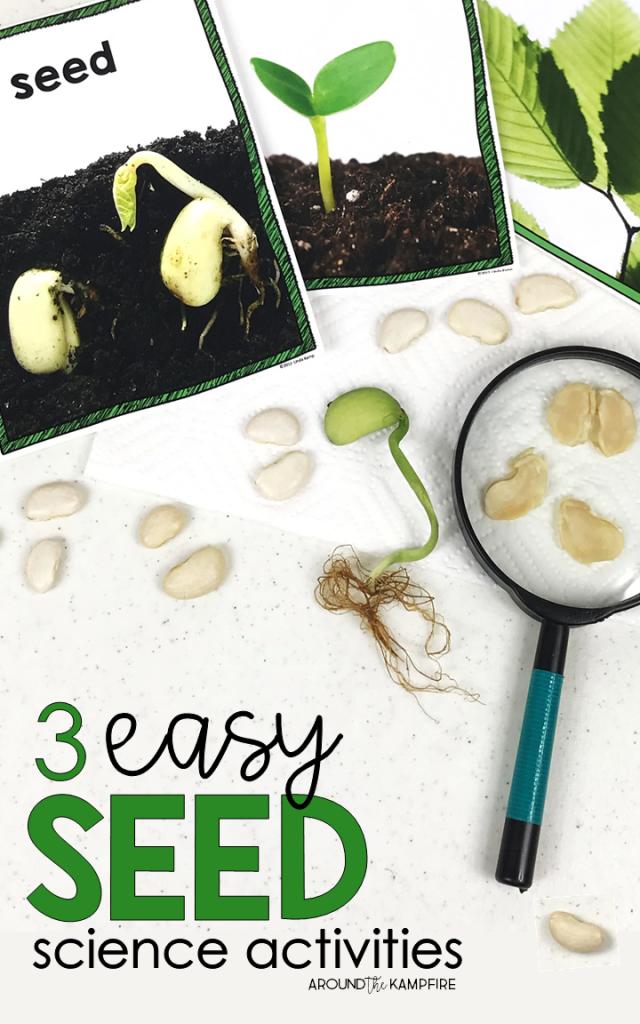 Easy Seed Science Experiments & Parts of a Seed Activities -   18 planting For Kids science experiments ideas