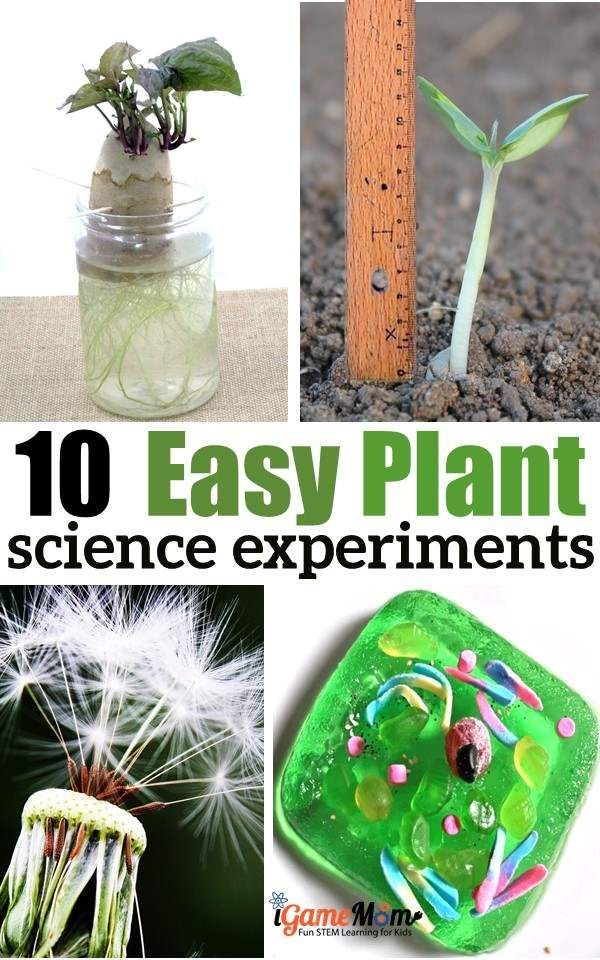 10 Plant Science Experiments for Kids -   18 planting For Kids science experiments ideas