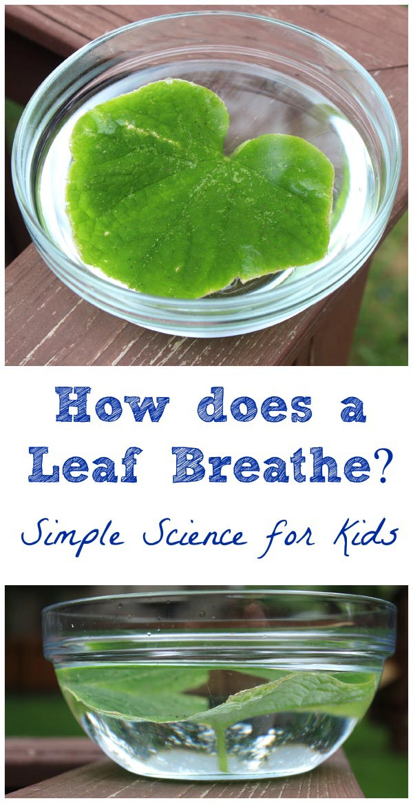 How Do Leaves Breathe? A Simple Science Experiment for Kids -   18 planting For Kids science experiments ideas