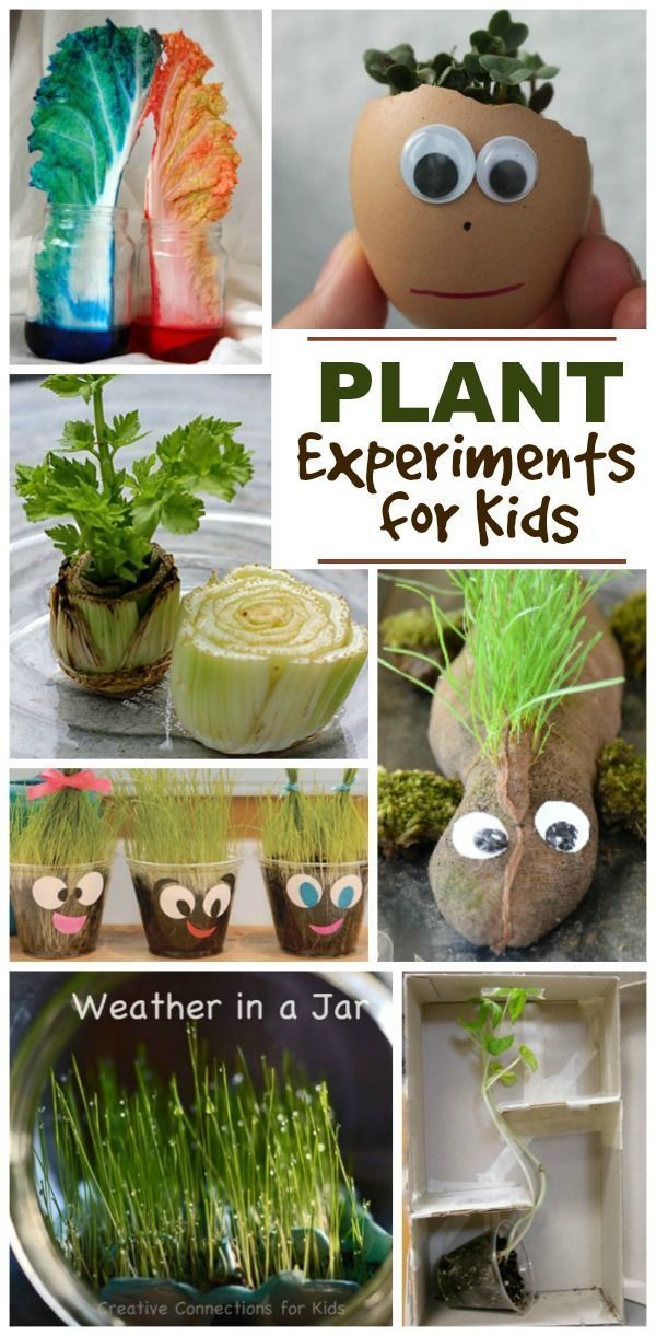 Spring Science for Kids -   18 planting For Kids science experiments ideas