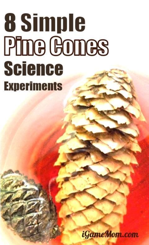 Cool Pine Cone Science Experiments for Kids -   18 planting For Kids science experiments ideas