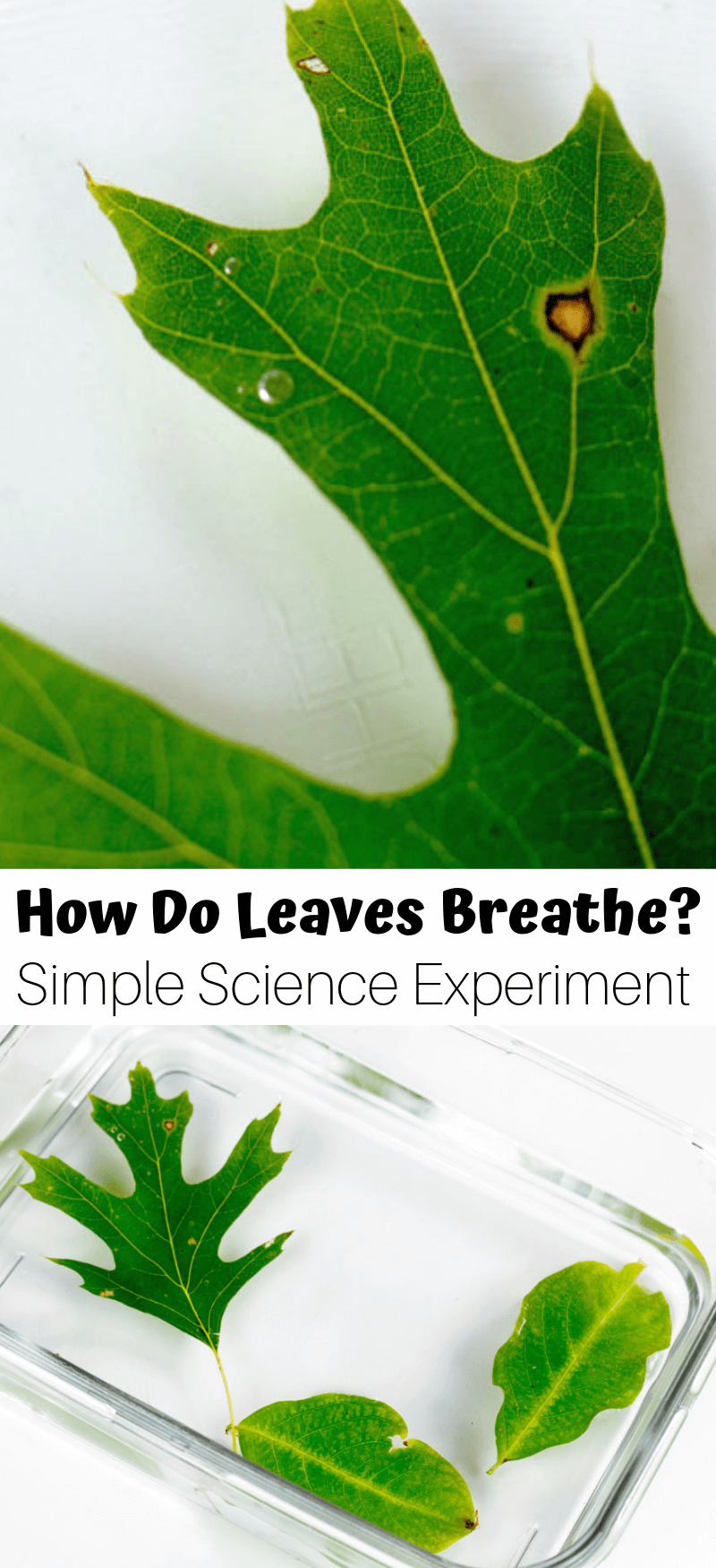 How Do Plants Breathe Activity For Kids -   18 planting For Kids science experiments ideas