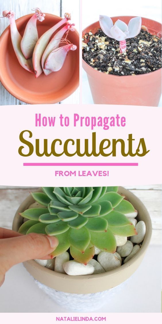 How to Propagate Succulents from Leaves so You Can Multiply Your Succulent Collection -   19 how to plants Succulent ideas