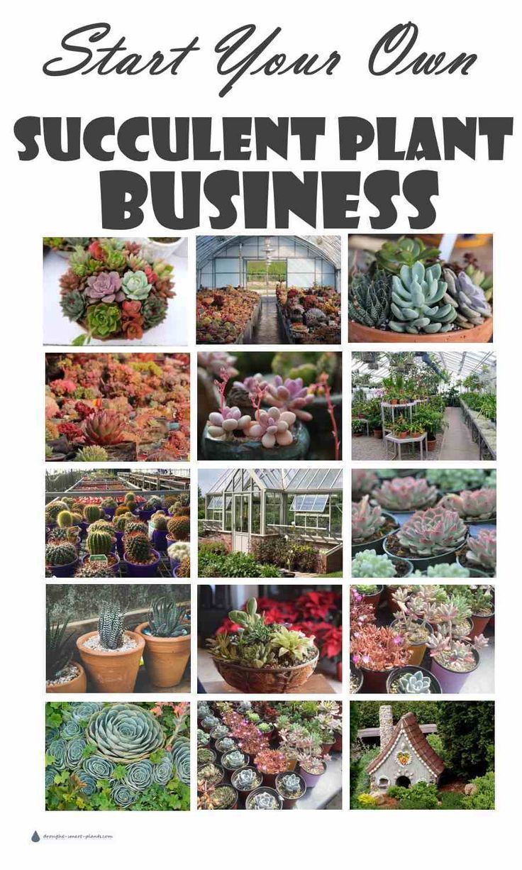 Start Your Own Succulent Plant Business; learn how here... -   19 how to plants Succulent ideas