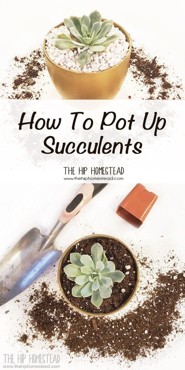 19 how to plants Succulent ideas