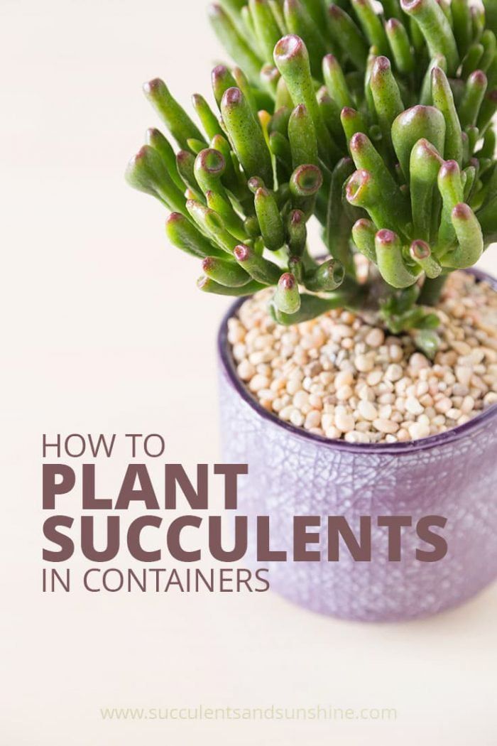 19 how to plants Succulent ideas