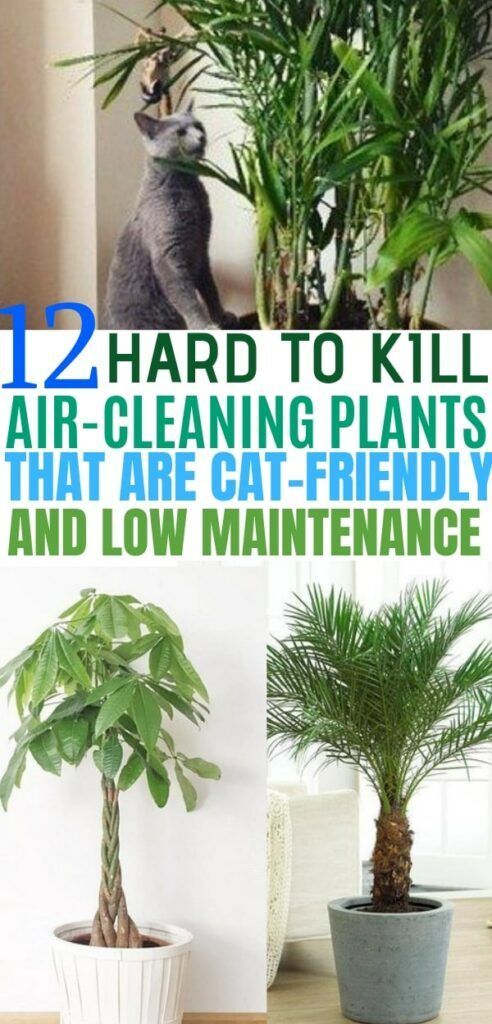 12 Indoor Plants that Clean the Air and are Safe for Cats -   19 plants design cats ideas