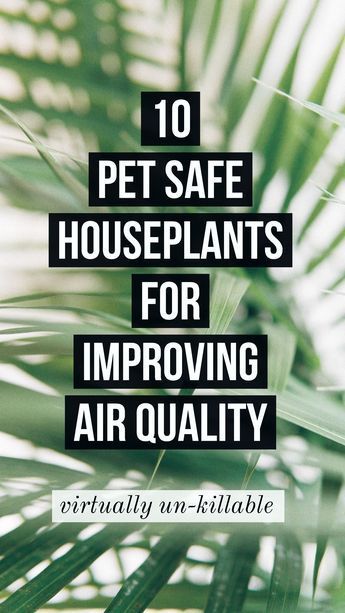 10 Pet Safe Houseplants for Improving Air Quality -   19 plants design cats ideas