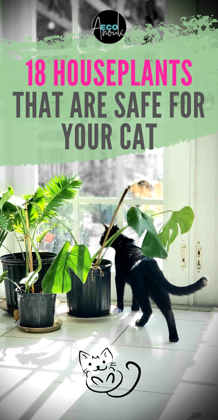 18 Houseplants That Are Safe for My Cat -   19 plants design cats ideas