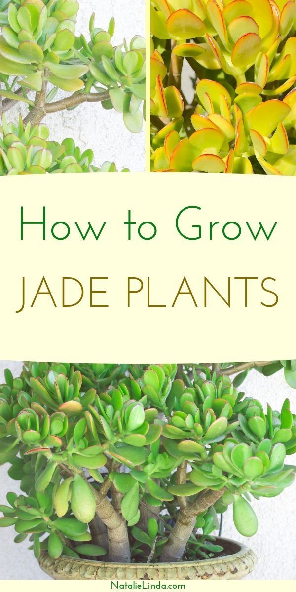 How to Care for a Jade Plant -   19 plants design cats ideas