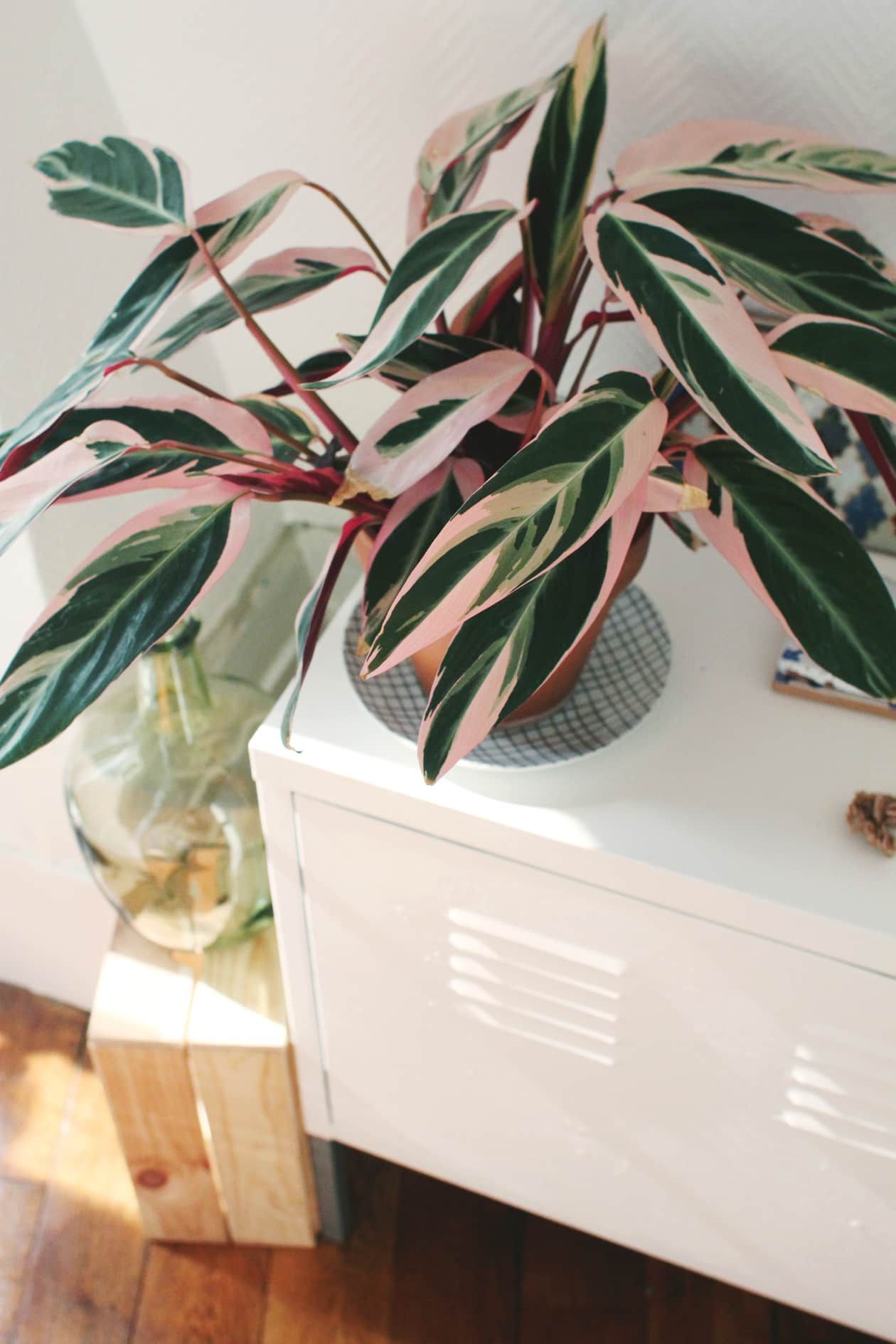 Yes, They're Real: 7 Stunning House Plants That Are Actually Pink -   19 plants design cats ideas
