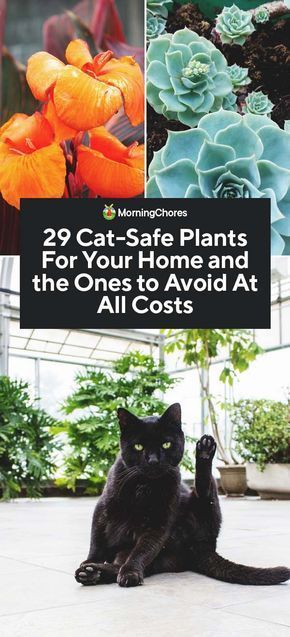29 Cat-Safe Plants For Your Home and the Ones to Avoid at All Costs -   19 plants design cats ideas