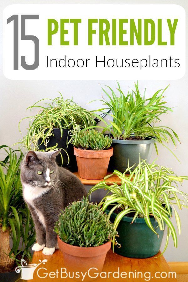 15 Indoor Plants That Are Safe For Cats And Dogs -   19 plants design cats ideas