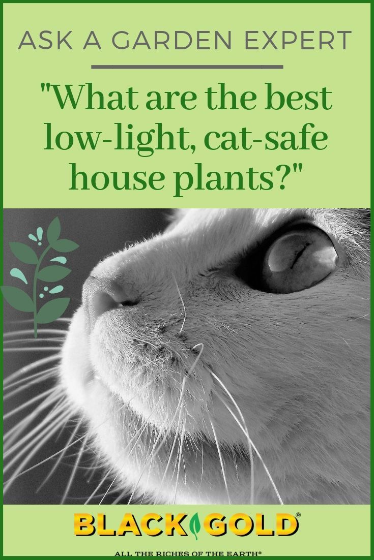 Best Cat-Safe, Low-Light House Plants -   19 plants design cats ideas