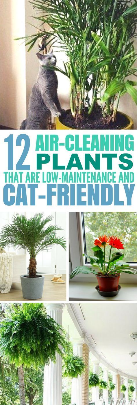 12 Common House Plants That Filter Your Air All Day -   19 plants design cats ideas