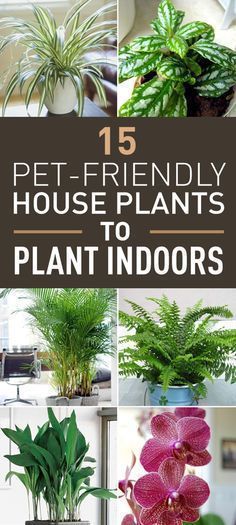 19 plants design cats ideas