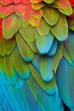 Colorful Macaw Plumage Wall Mural • Pixers® - We live to change -   19 room decor Colorful wall ideas