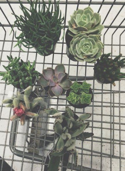 8 plants Aesthetic succulents ideas