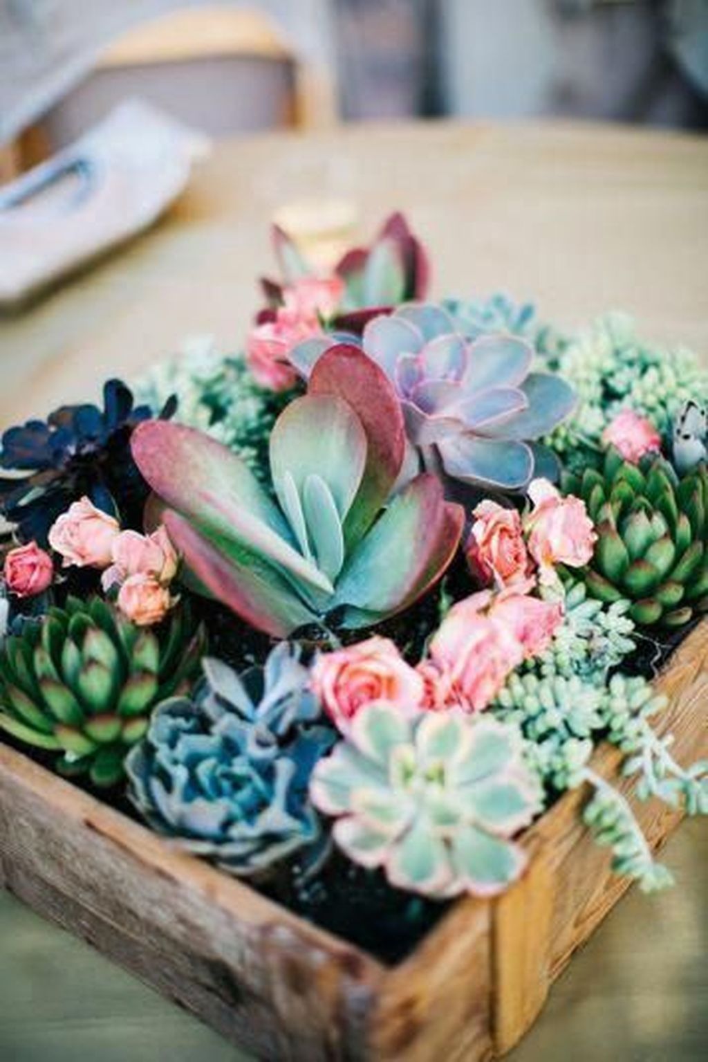 40+ Magnificient Succulent Plants Ideas For Indoor And Outdoor In Apartment -   8 plants Aesthetic succulents ideas