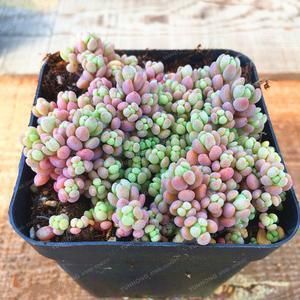 Mini Grape Succulents - 100 Seeds -   8 plants Aesthetic succulents ideas