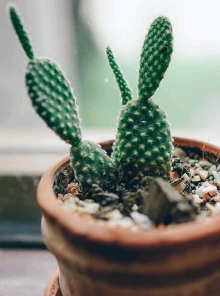 7 Easy Cacti for Beginners -   8 plants Aesthetic succulents ideas