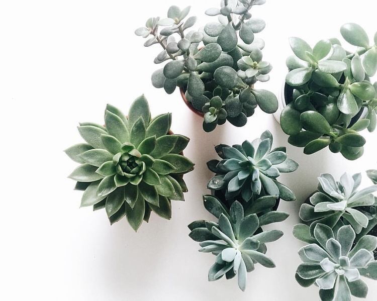 8 plants Aesthetic succulents ideas