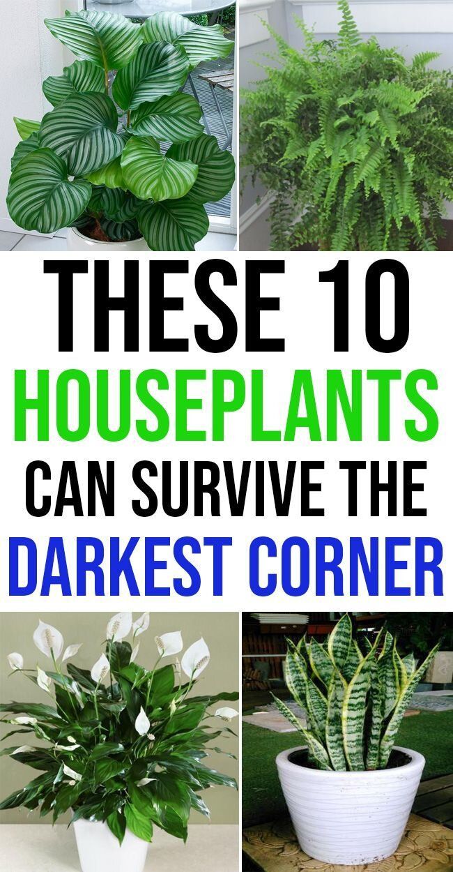 10 Houseplants That Can Survive Darkest Corner of Your House -   9 plants Room sunlight ideas