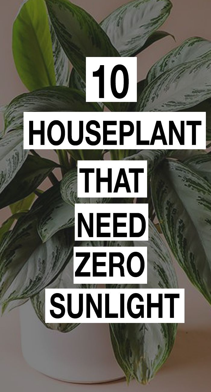 10 Low Light Houseplants That Can Survive Even In The Dark -   9 plants Room sunlight ideas