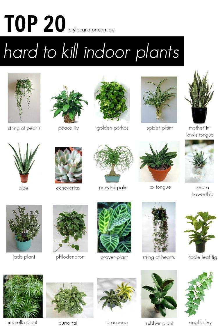 Zero Sunlight & Hard to Kill Plants -   9 plants Room sunlight ideas