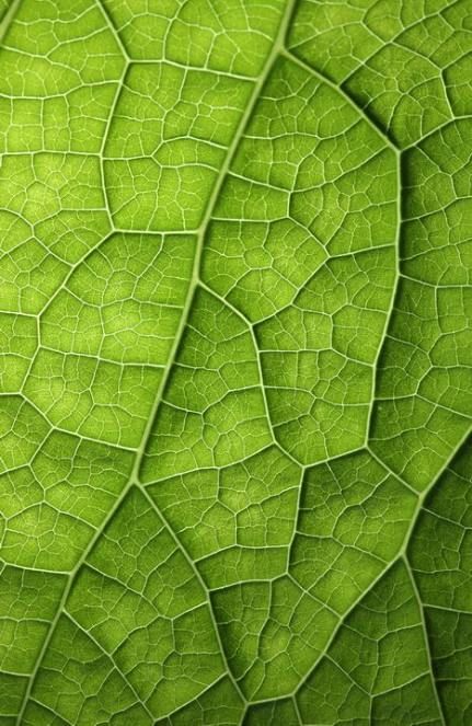 41  Ideas for plants photography leaves shades -   9 plants Texture nature ideas