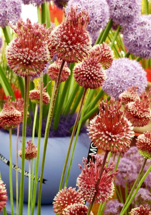 The 12 best plants to add texture to your garden design -   9 plants Texture nature ideas