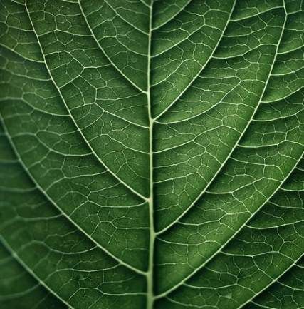 New photography macro texture pictures Ideas -   9 plants Texture nature ideas