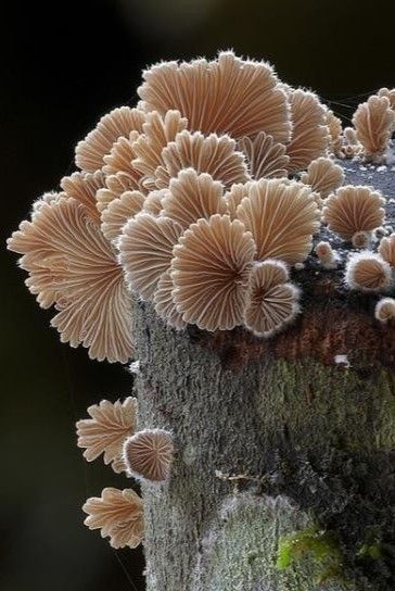 56 MAGICAL NATURAL FUNGUS MUSHROOMS IN THE WOODS - Page 38 of 56 -   9 plants Texture nature ideas