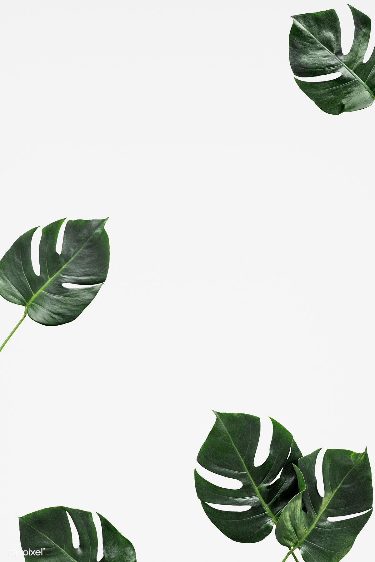 10 plants Background iphone ideas