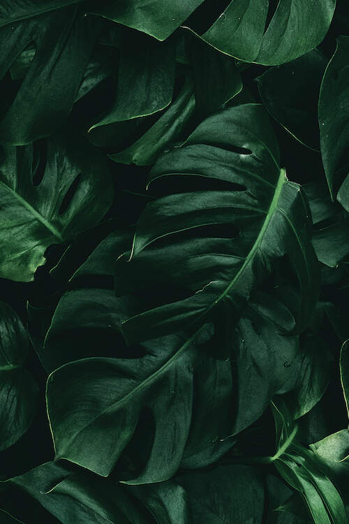 Leaf Green II Art Print by Danilo de Alexandria | iCanvas -   10 plants Background iphone ideas