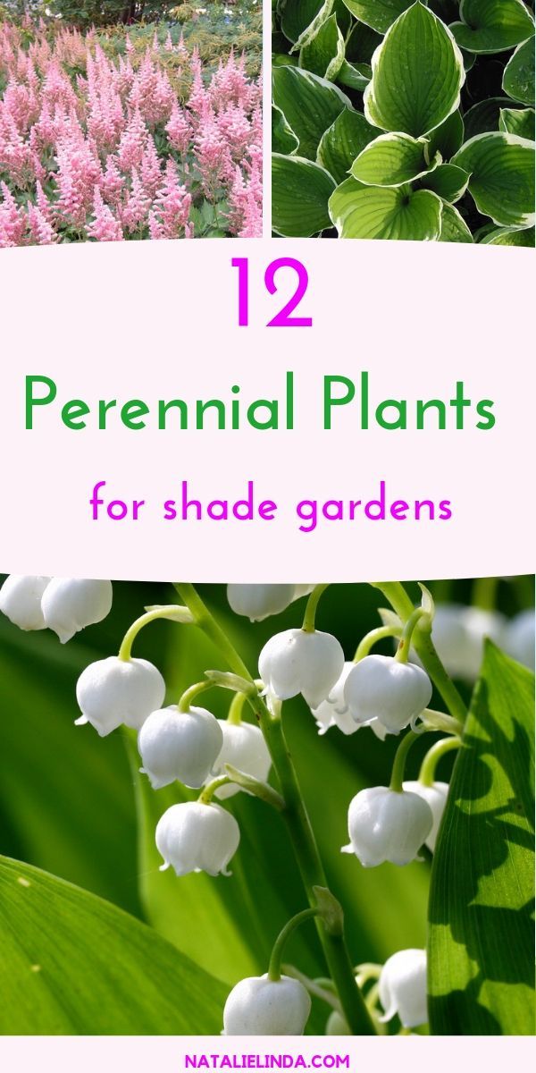 12 Shade Perennials to Plant in Your Yard -   12 planting Texture inspiration ideas