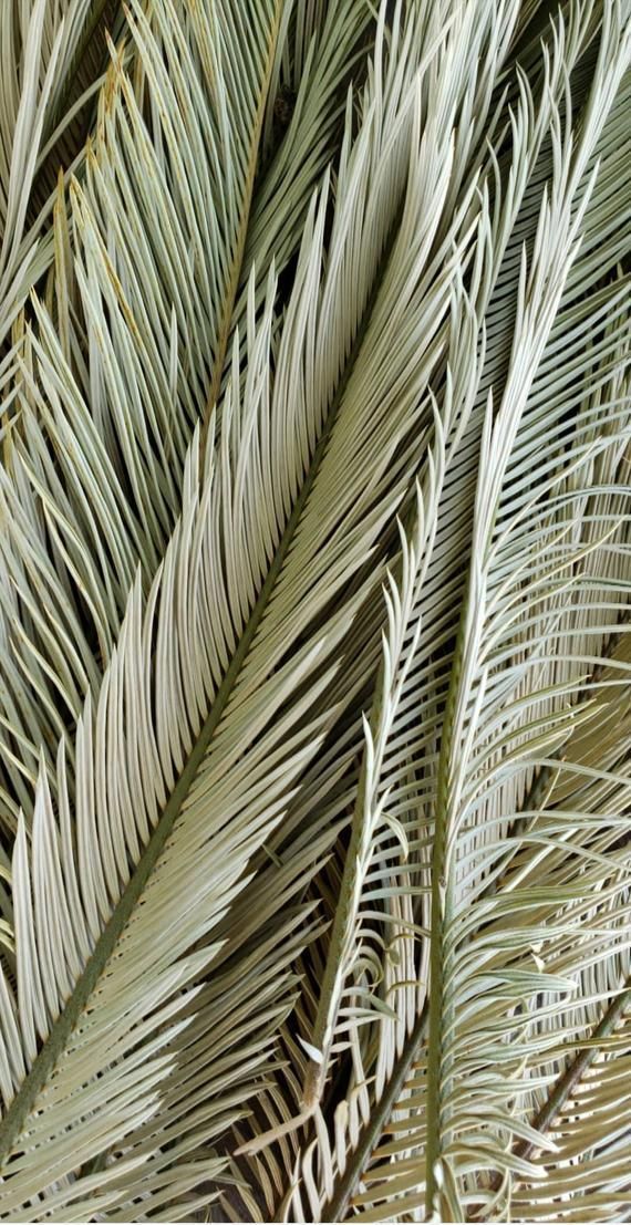 Dried Palm Fronds - Dried Palm Leaves - Desert Decor - Palm Leaf - Palm Foliage - Natural Decor - Boho Decor -   12 planting Texture inspiration ideas