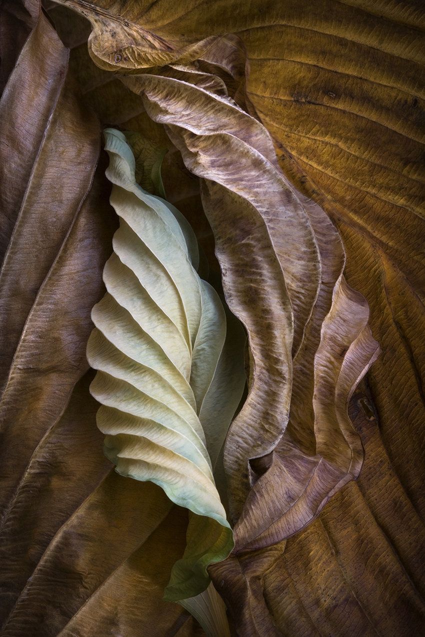 Hosta Leaves 10 by Ralph Gabriner (Color Photograph) | Artful Home -   12 planting Texture inspiration ideas