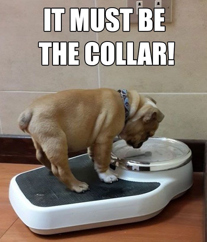 30 Of The Funniest Weight Loss And Diet Memes -   13 diet Meme hilarious ideas
