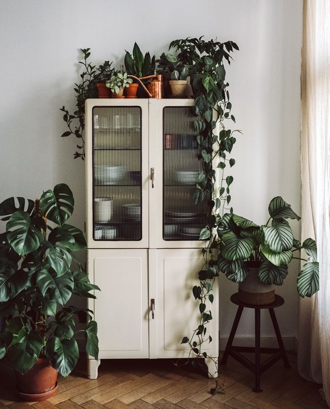 13 vintage plants Decor ideas