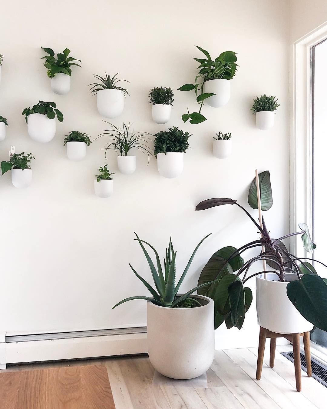 MinnCenturyMod?Claire Clemmer on Instagram: “Plant wall is planted!! вњ… рџ’•рџЊ± . I did a mix of easy to keep alive and “full” looking plants (pothos and pileas - seriously try to kill them,…” -   13 vintage plants Decor ideas
