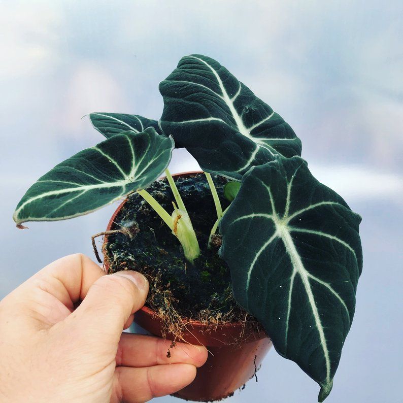 Alocasia black velvet Rare house plant -   14 plants House healthy ideas