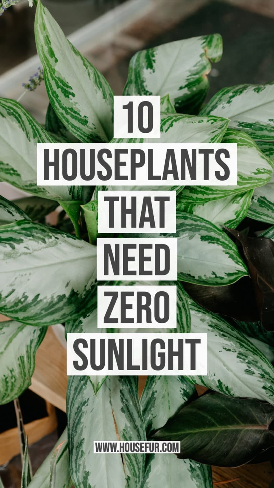 10 Houseplants That Need (Almost) Zero Sunlight -   14 plants House healthy ideas